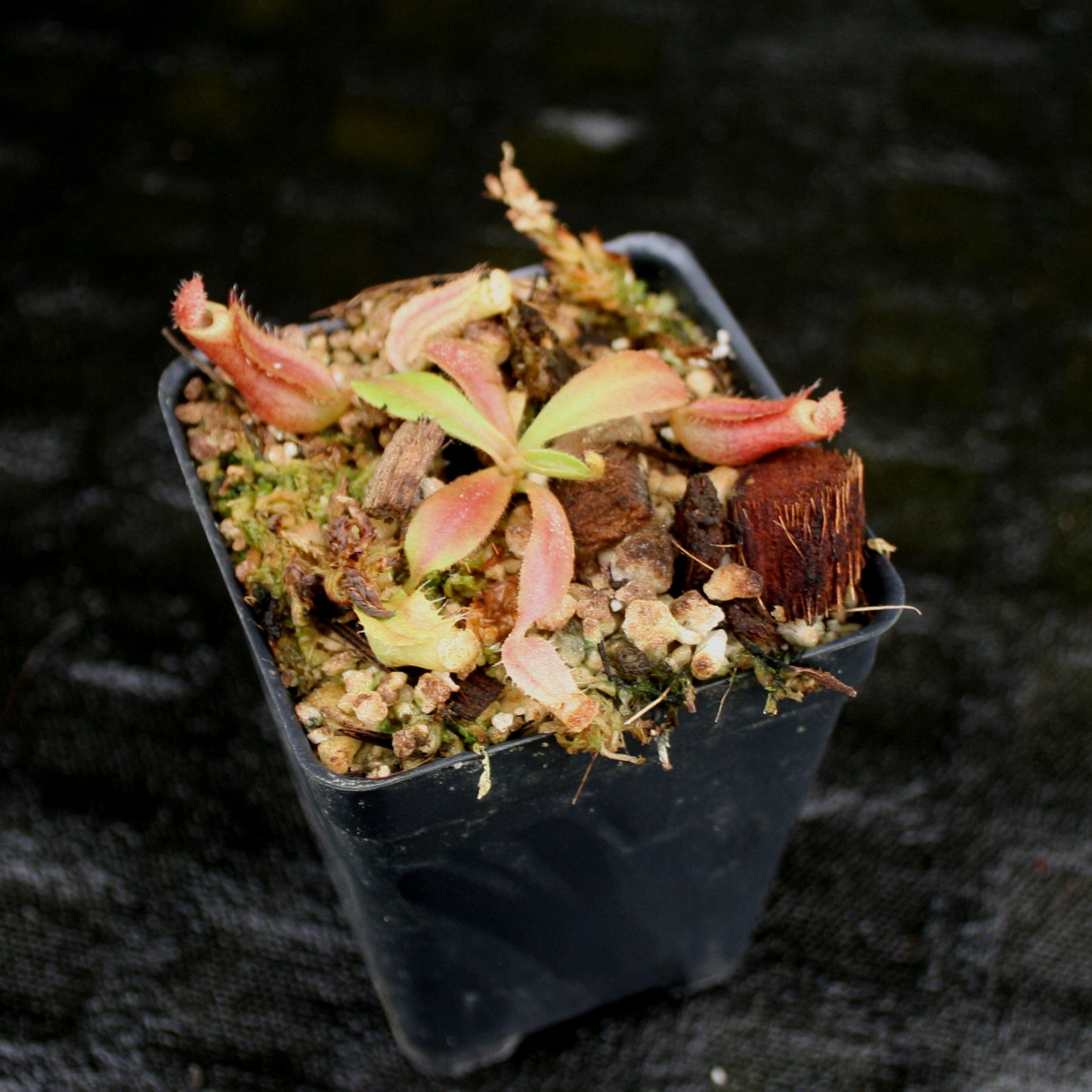 Nepenthes veitchii