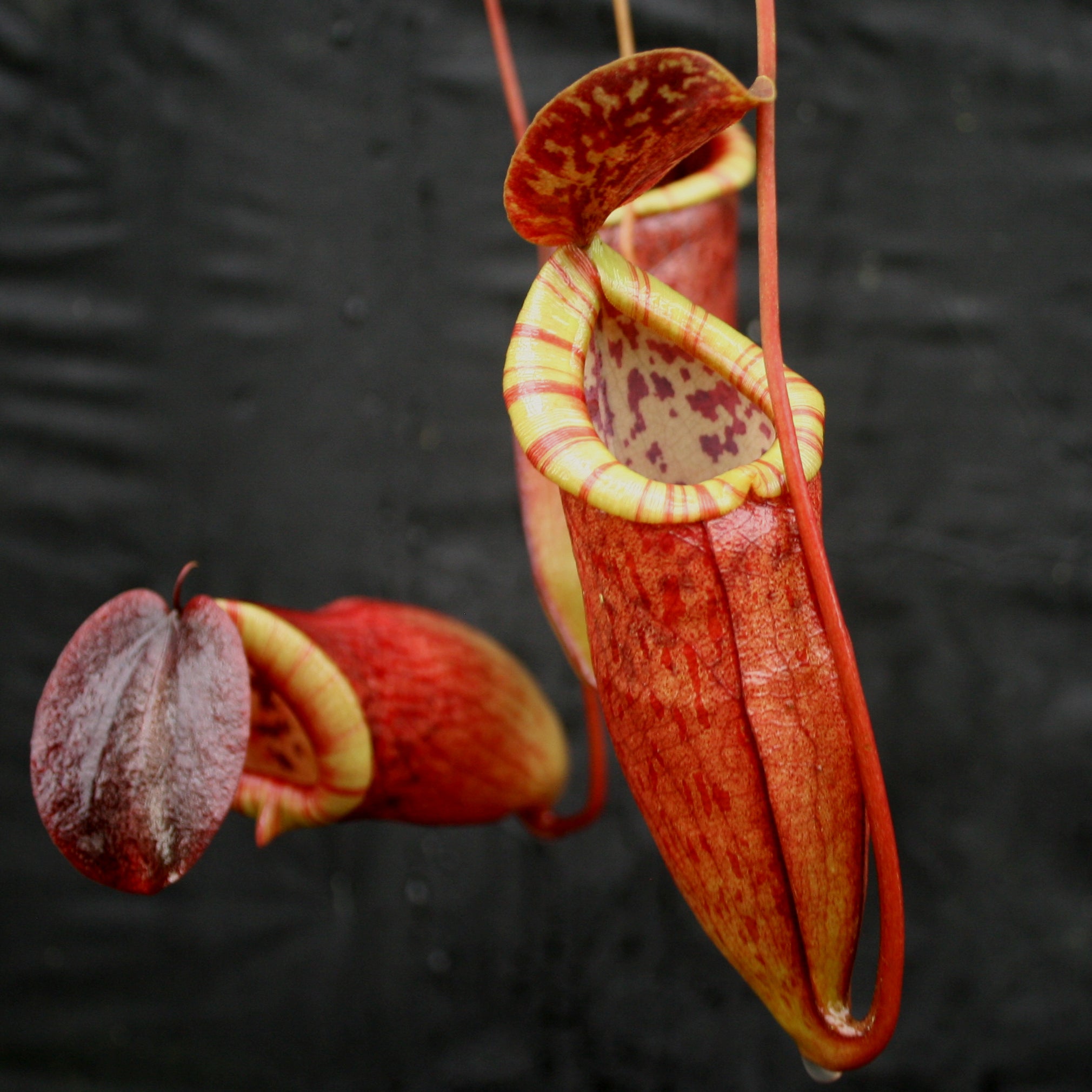 Nepenthes eustachya x tenuis – Carnivero