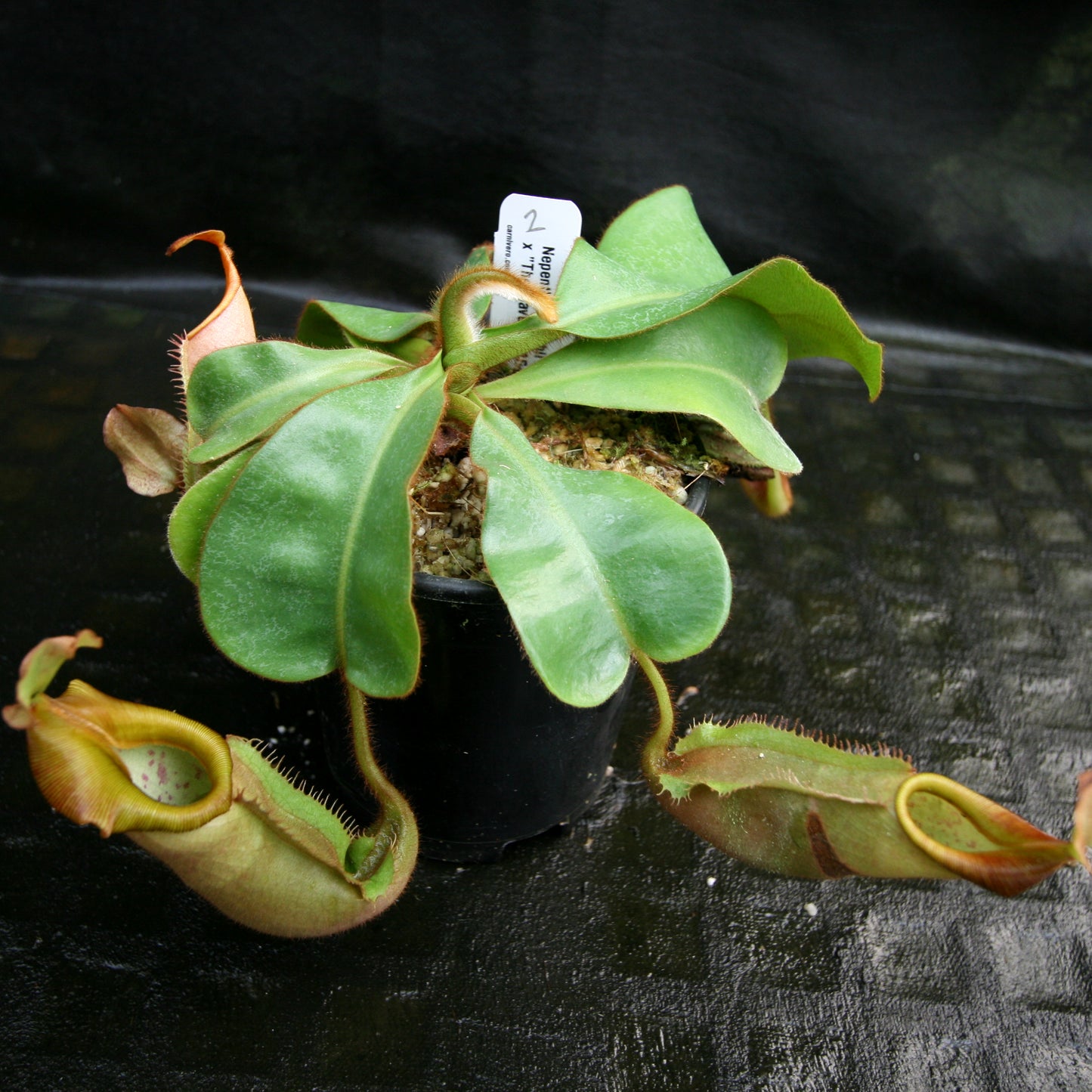 Nepenthes veitchii (