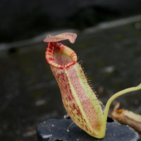 Nepenthes (spathulata x spectabilis) "BE Best" x [(spathulata x aristolochioides) x lowii], CAR-0116, pitcher plant, carnivorous plant, collectors plant, large pitchers, rare plants