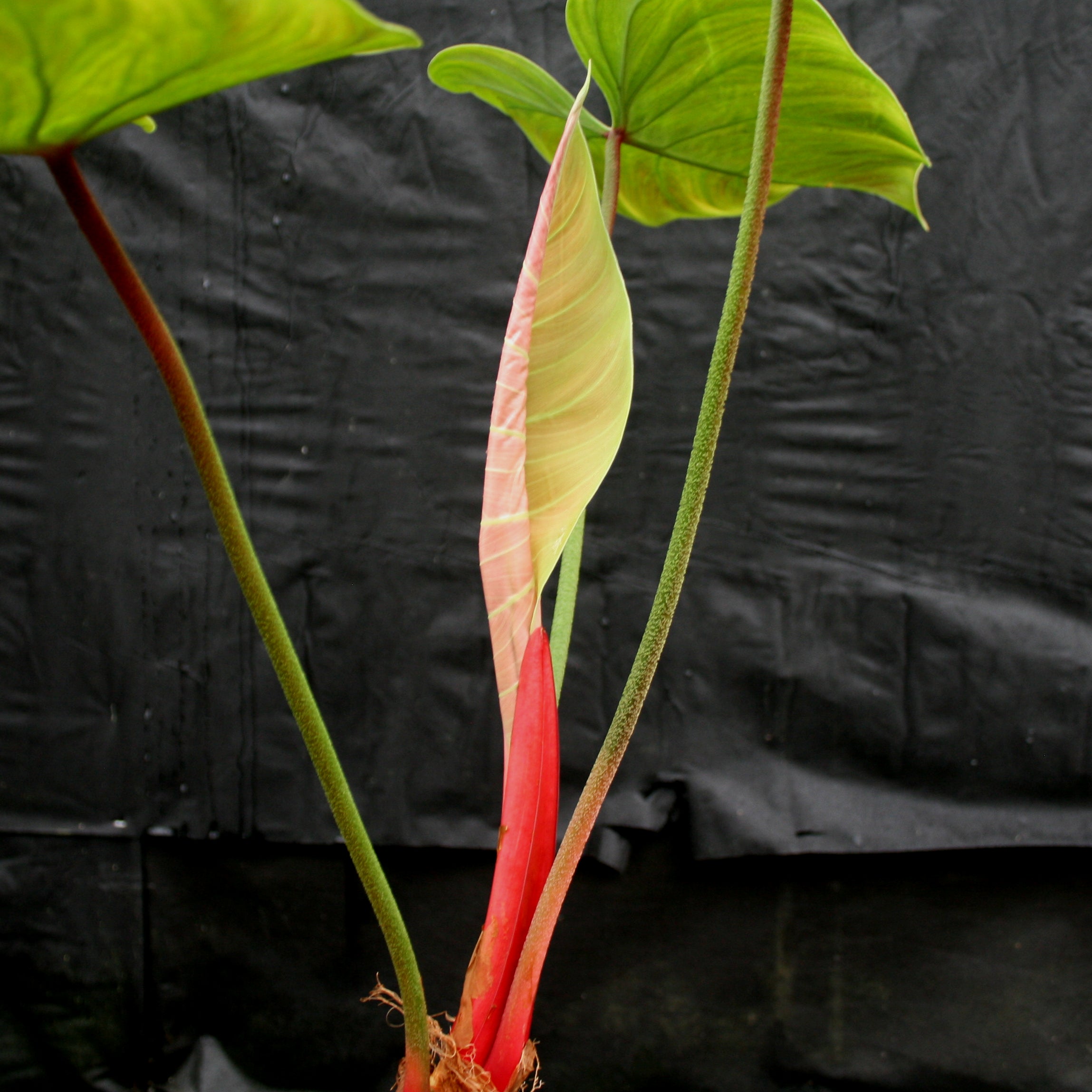 el choco red philodendron Philodendron rubrijuvenile (sp. El Choco Red) – Carnivero