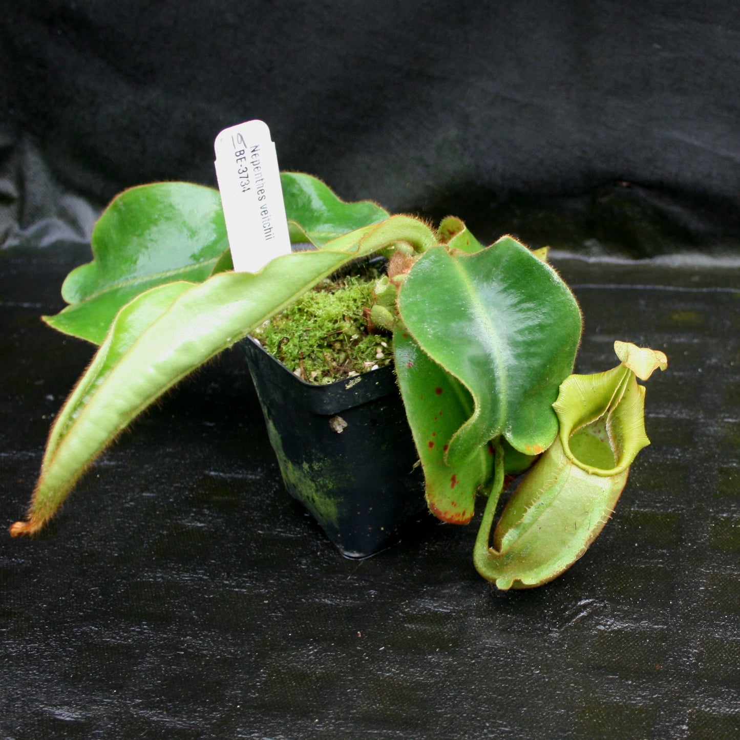 Nepenthes veitchii Bareo, BE-3734 large squat striped peristome pitcher, Pitcher plant, carnivorous plant, collectors plant, large pitchers, rare nepenthes, terrarium plant, easy to grow nepenthes, beginner nepenthes, beginner pitcher plants, nepenthes, veitchii.