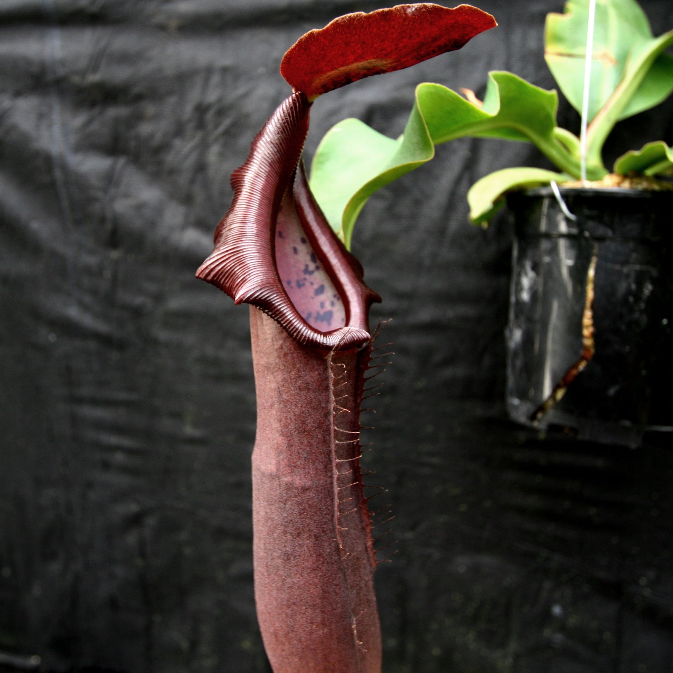 Nepenthes naga x truncata (C), CAR-0178 – Carnivero
