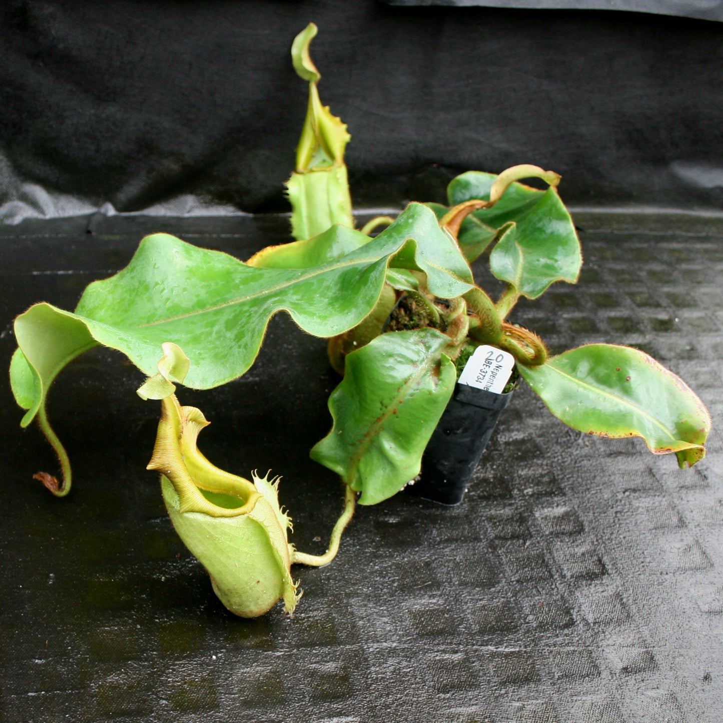 Nepenthes veitchii Bareo, BE-3734 large squat striped peristome pitcher, Pitcher plant, carnivorous plant, collectors plant, large pitchers, rare nepenthes, terrarium plant, easy to grow nepenthes, beginner nepenthes, beginner pitcher plants, nepenthes, veitchii.