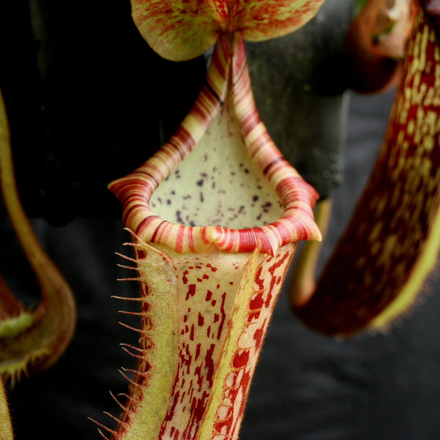 Nepenthes Song of Melancholy x platychila