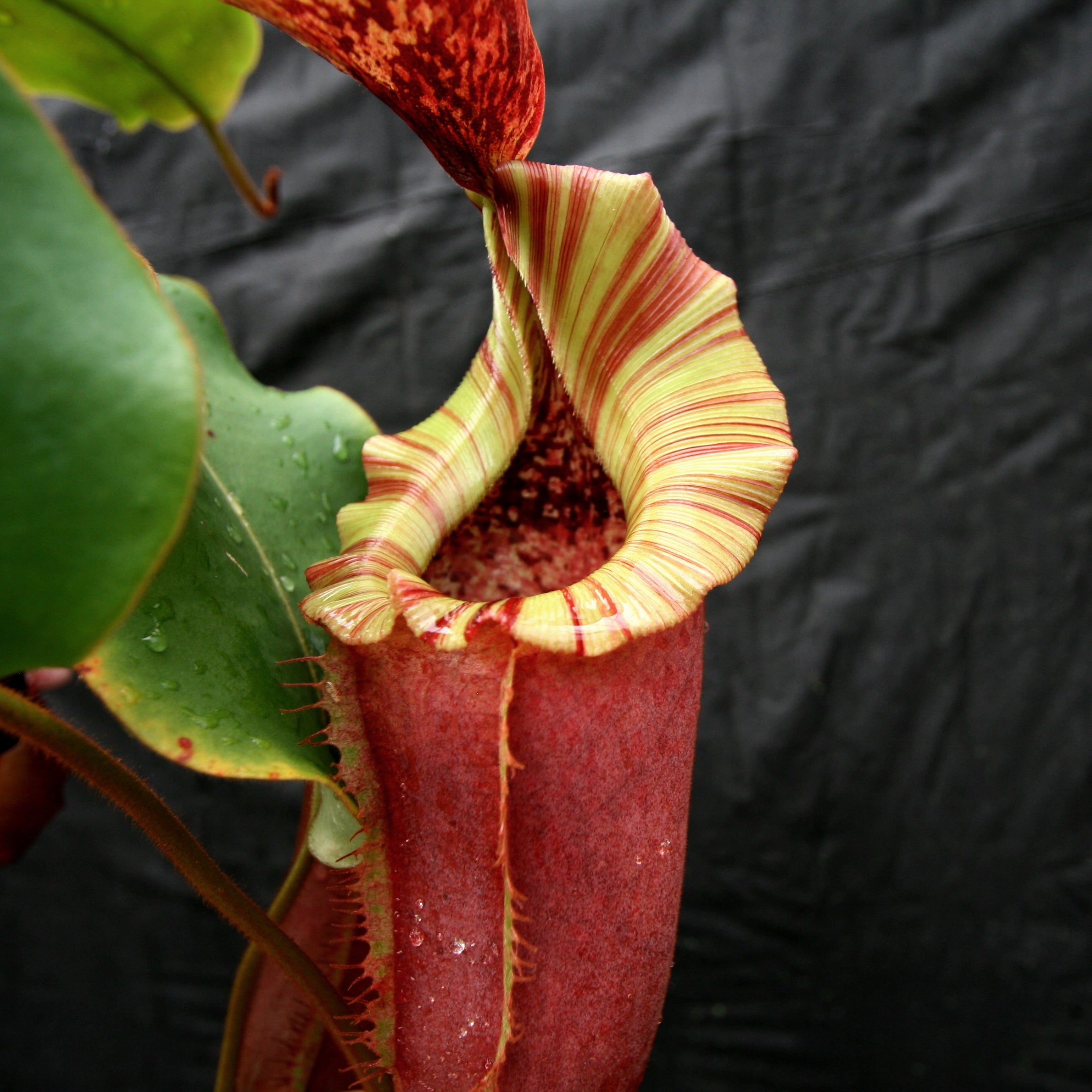 Nepenthes [(lowii x veitchii) x boschiana)] 