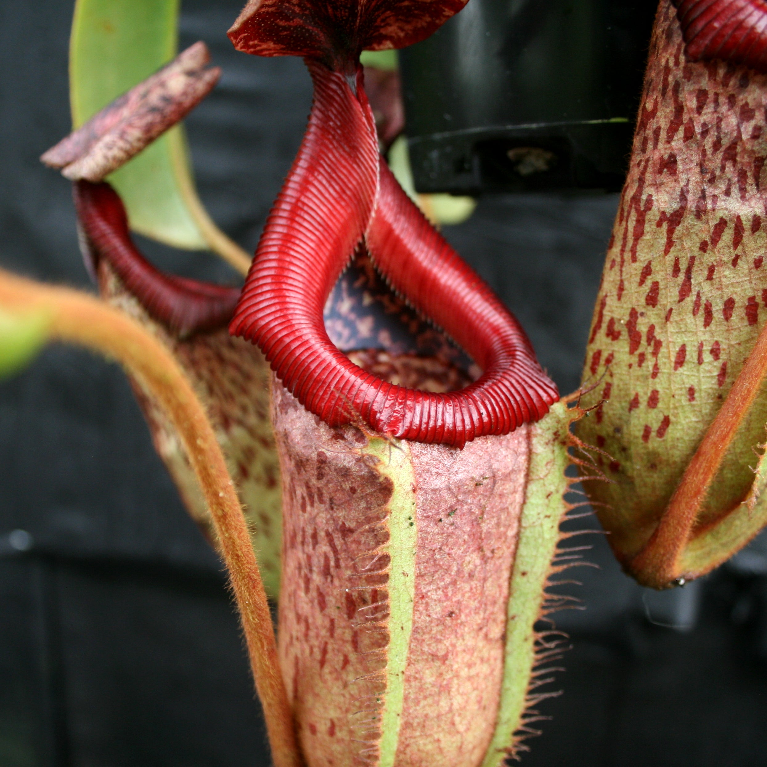 ぺんぺす Nepenthes [(Rokko x boschiana) x veitchii] x [(ventricosa x