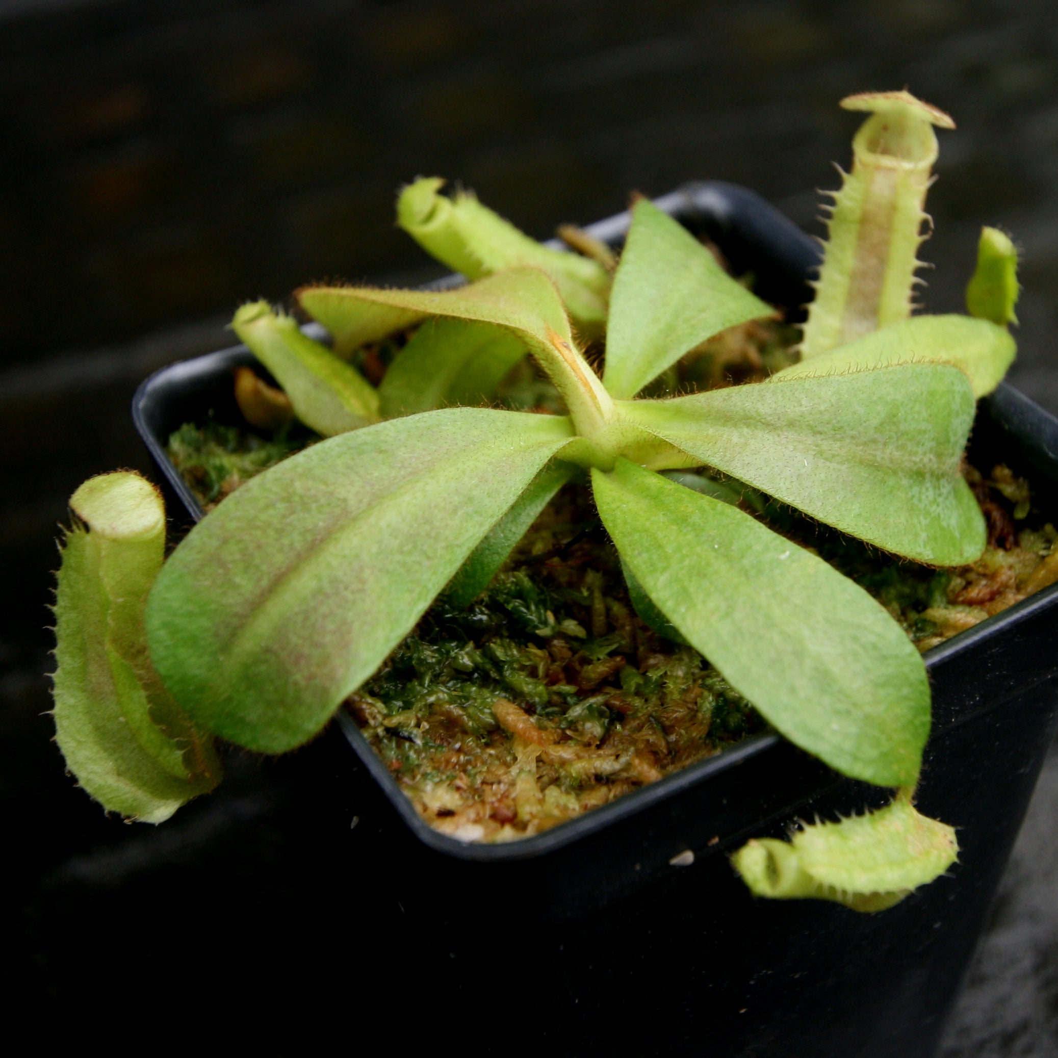 Nepenthes veitchii ((k) #1 x (m) #2), CAR-0250 – Carnivero