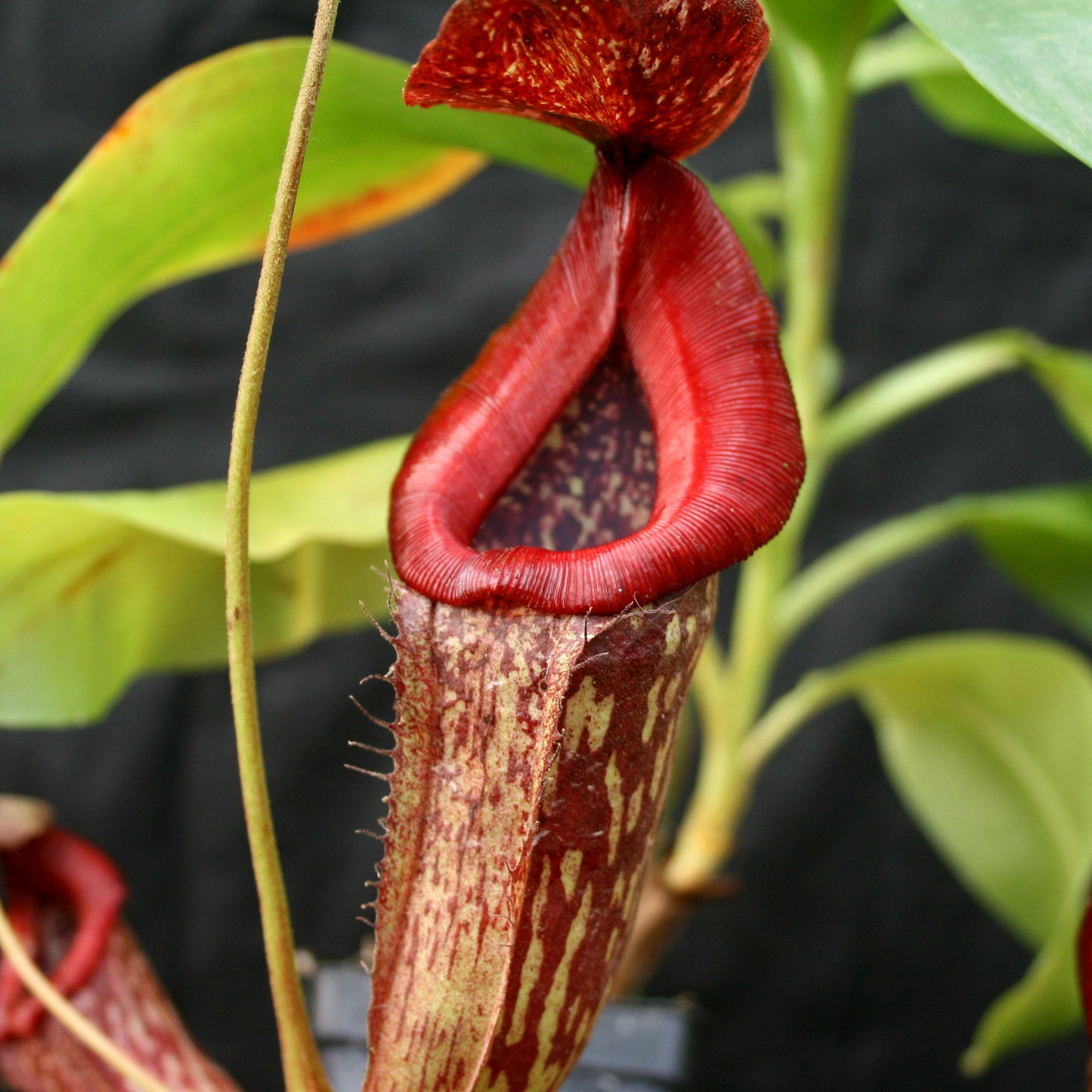 Nepenthes Rokko