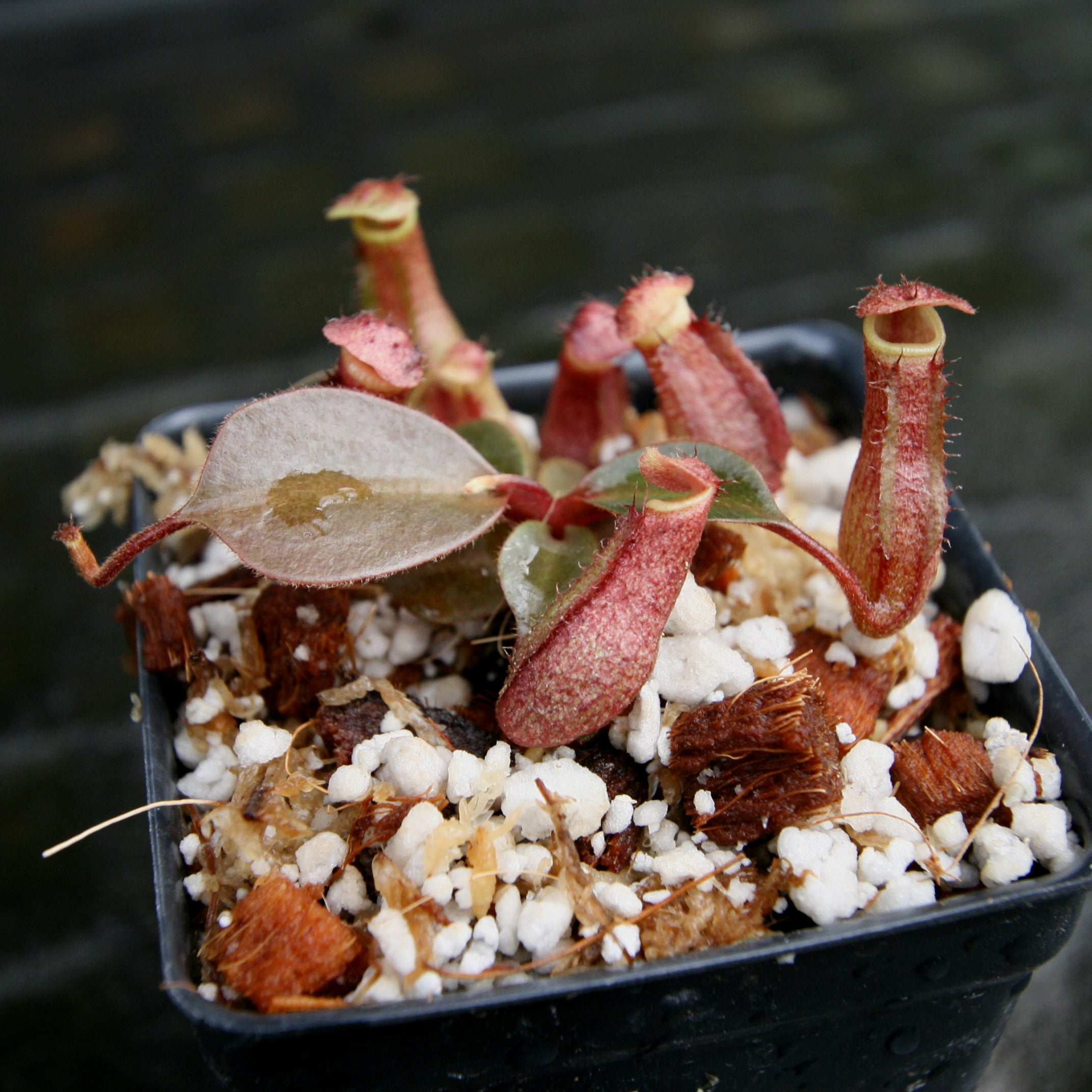 Nepenthes [(lowii x veitchii) x boschiana)] 