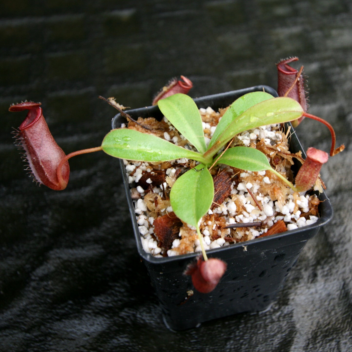 Nepenthes 'Briggsiana', ventricosa x lowii pitcher, Pitcher plant, carnivorous plant, collectors plant, pitchers, rare nepenthes, terrarium plant, easy to grow nepenthes, beginner nepenthes, beginner pitcher plants, nepenthes.