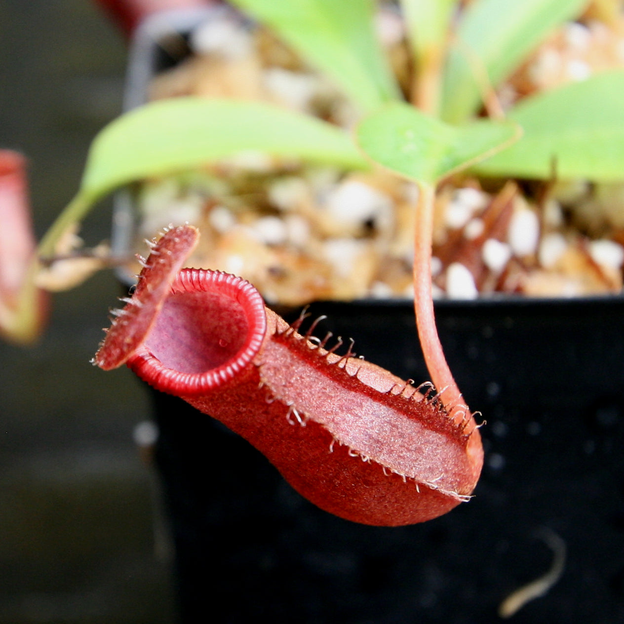 Nepenthes 'Briggsiana', ventricosa x lowii pitcher, Pitcher plant, carnivorous plant, collectors plant, pitchers, rare nepenthes, terrarium plant, easy to grow nepenthes, beginner nepenthes, beginner pitcher plants, nepenthes.