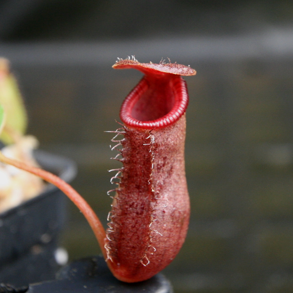 Nepenthes 'Briggsiana', ventricosa x lowii pitcher, Pitcher plant, carnivorous plant, collectors plant, pitchers, rare nepenthes, terrarium plant, easy to grow nepenthes, beginner nepenthes, beginner pitcher plants, nepenthes.