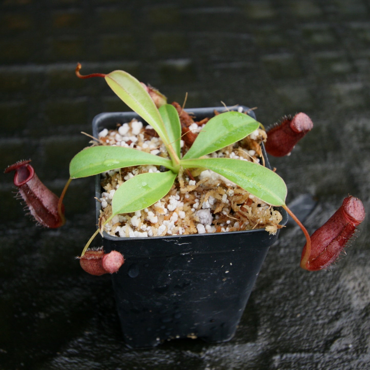 Nepenthes 'Briggsiana', ventricosa x lowii