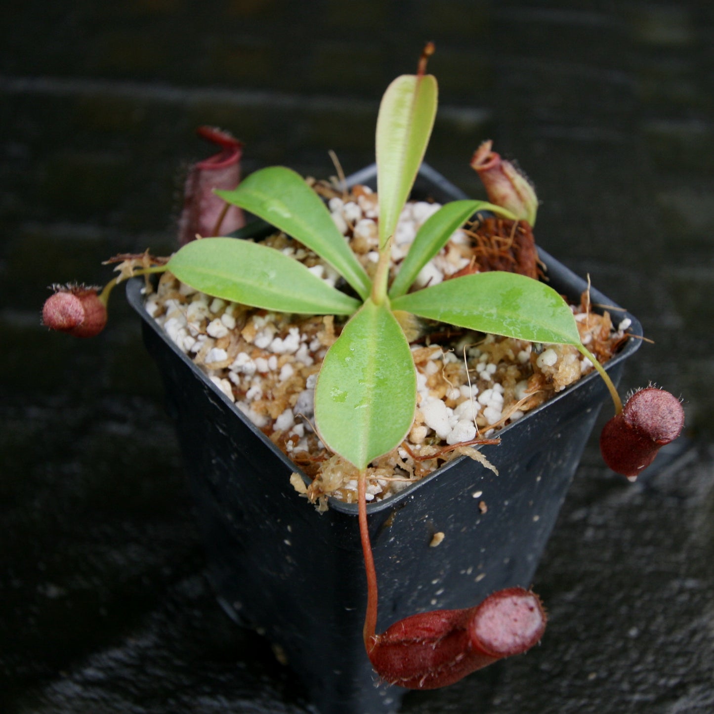 Nepenthes 'Briggsiana', ventricosa x lowii