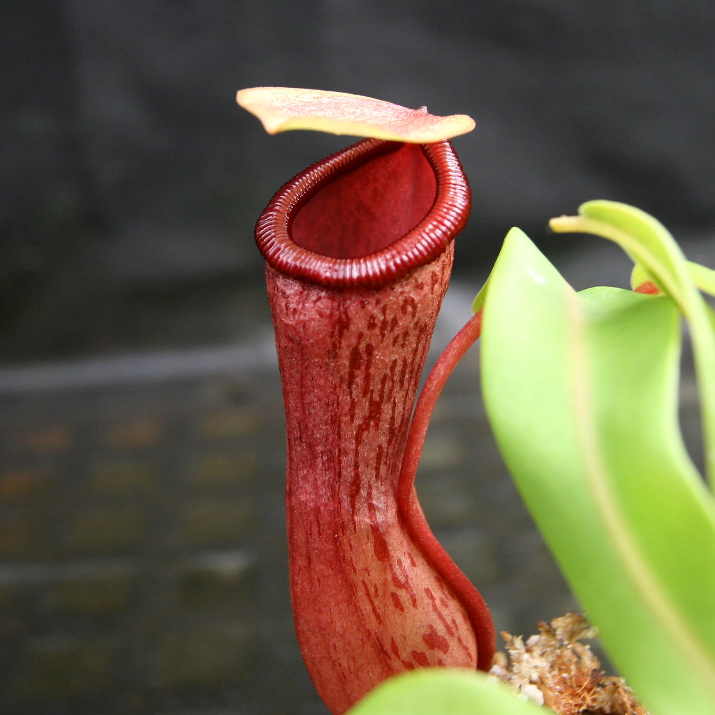 Nepenthes ventricosa (JB x MT), CAR-0254, pitcher plant, carnivorous plant, collectors plant, large pitchers, rare plants