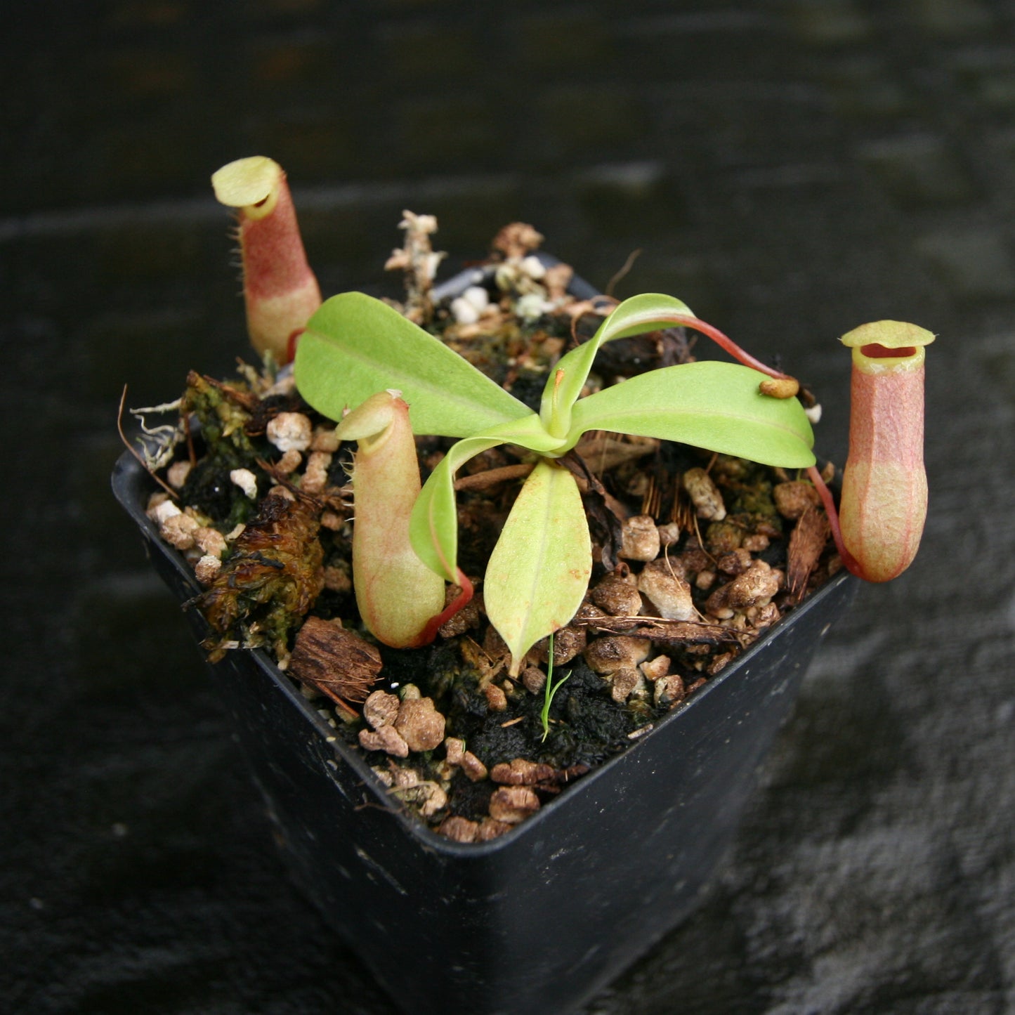 Nepenthes ventricosa (JB x MT), CAR-0254, pitcher plant, carnivorous plant, collectors plant, large pitchers, rare plants