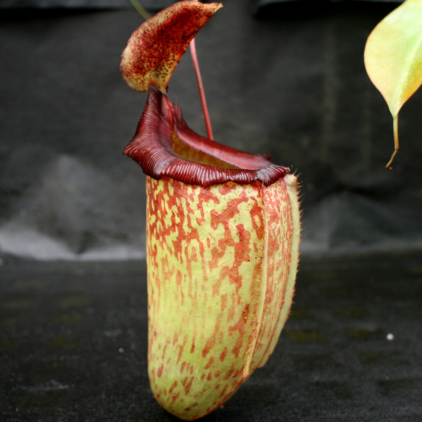 Nepenthes sibuyanensis x tiveyi
