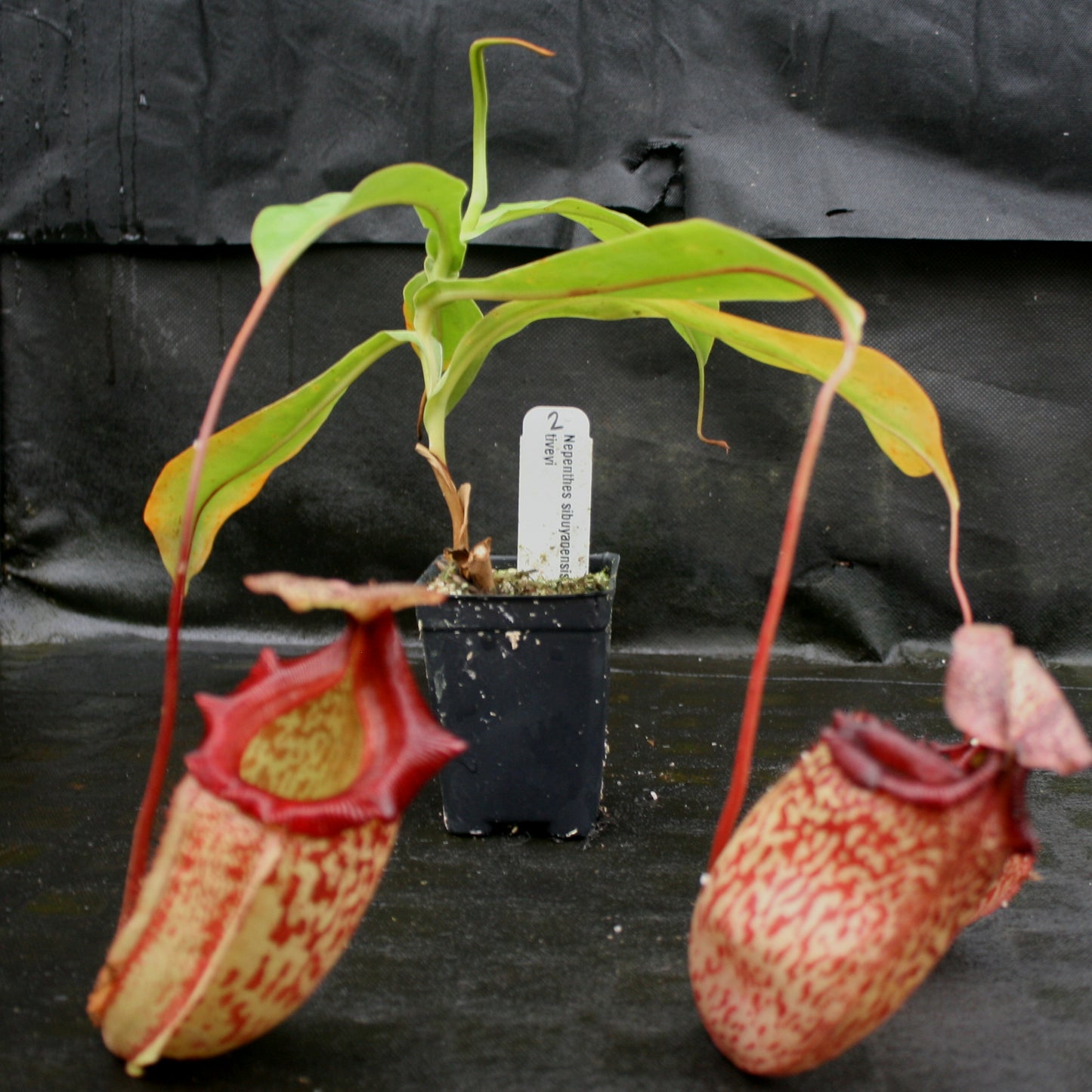Nepenthes sibuyanensis x tiveyi