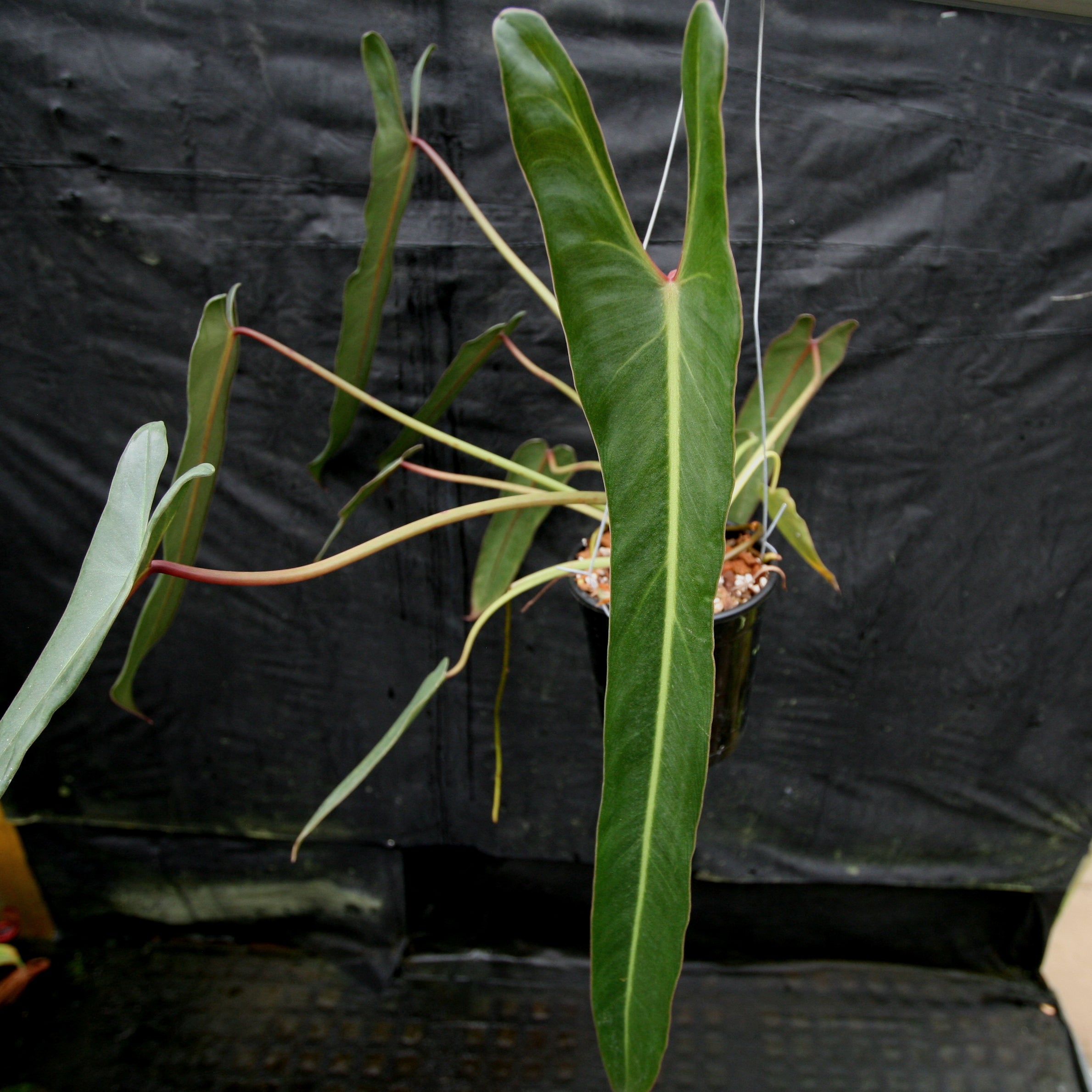 philodendron spiritus sancti plant Philodendron spiritus sancti – Carnivero