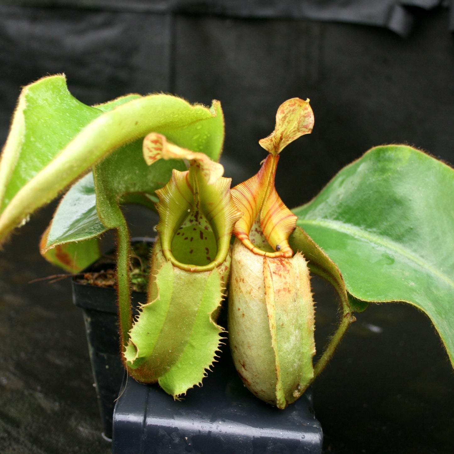Nepenthes veitchii Bareo, BE-3734 large squat striped peristome pitcher, Pitcher plant, carnivorous plant, collectors plant, large pitchers, rare nepenthes, terrarium plant, easy to grow nepenthes, beginner nepenthes, beginner pitcher plants, nepenthes, veitchii.