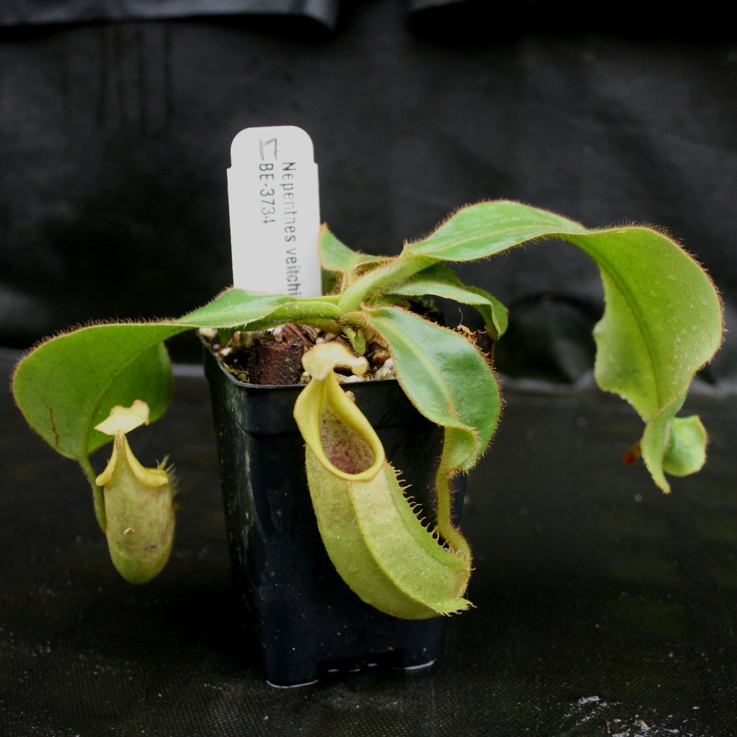 Nepenthes veitchii Bareo, BE-3734 large squat striped peristome pitcher, Pitcher plant, carnivorous plant, collectors plant, large pitchers, rare nepenthes, terrarium plant, easy to grow nepenthes, beginner nepenthes, beginner pitcher plants, nepenthes, veitchii.