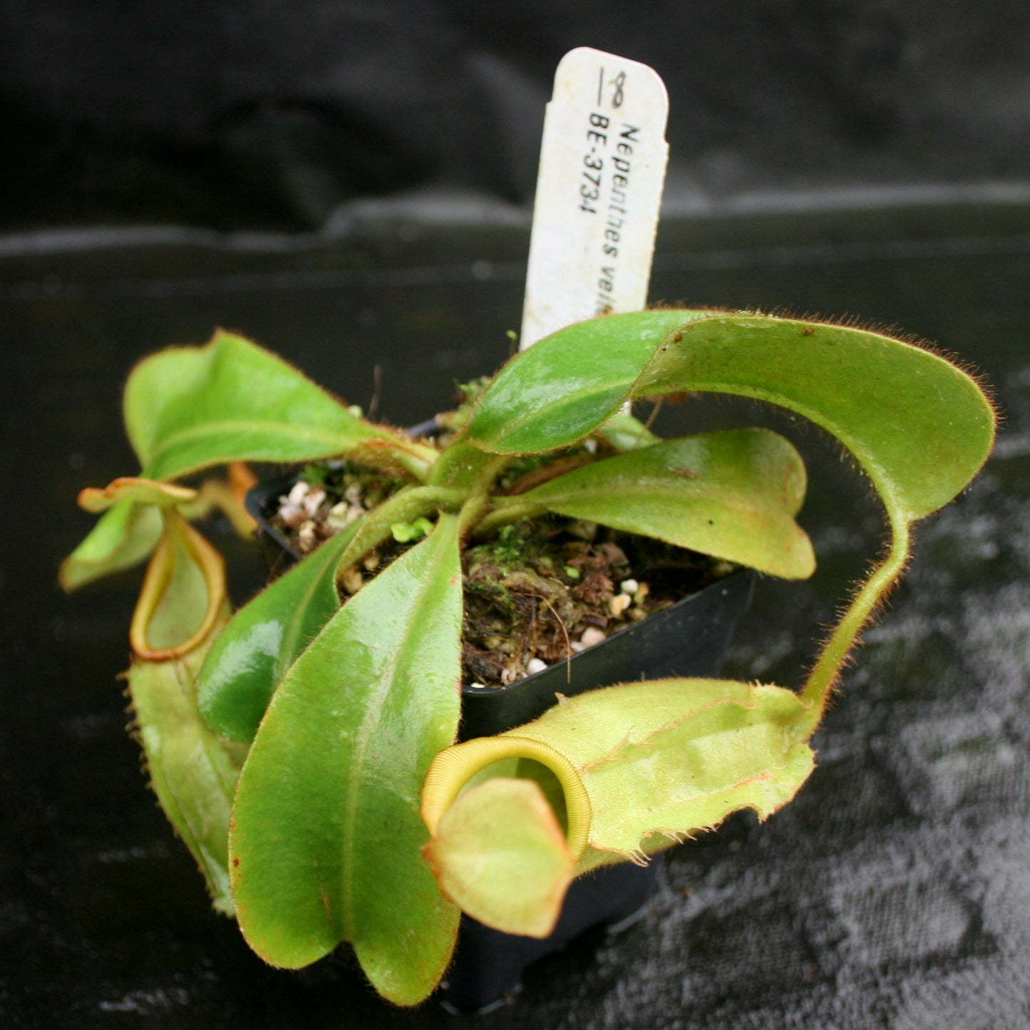 Nepenthes veitchii Bareo, BE-3734 large squat striped peristome pitcher, Pitcher plant, carnivorous plant, collectors plant, large pitchers, rare nepenthes, terrarium plant, easy to grow nepenthes, beginner nepenthes, beginner pitcher plants, nepenthes, veitchii.