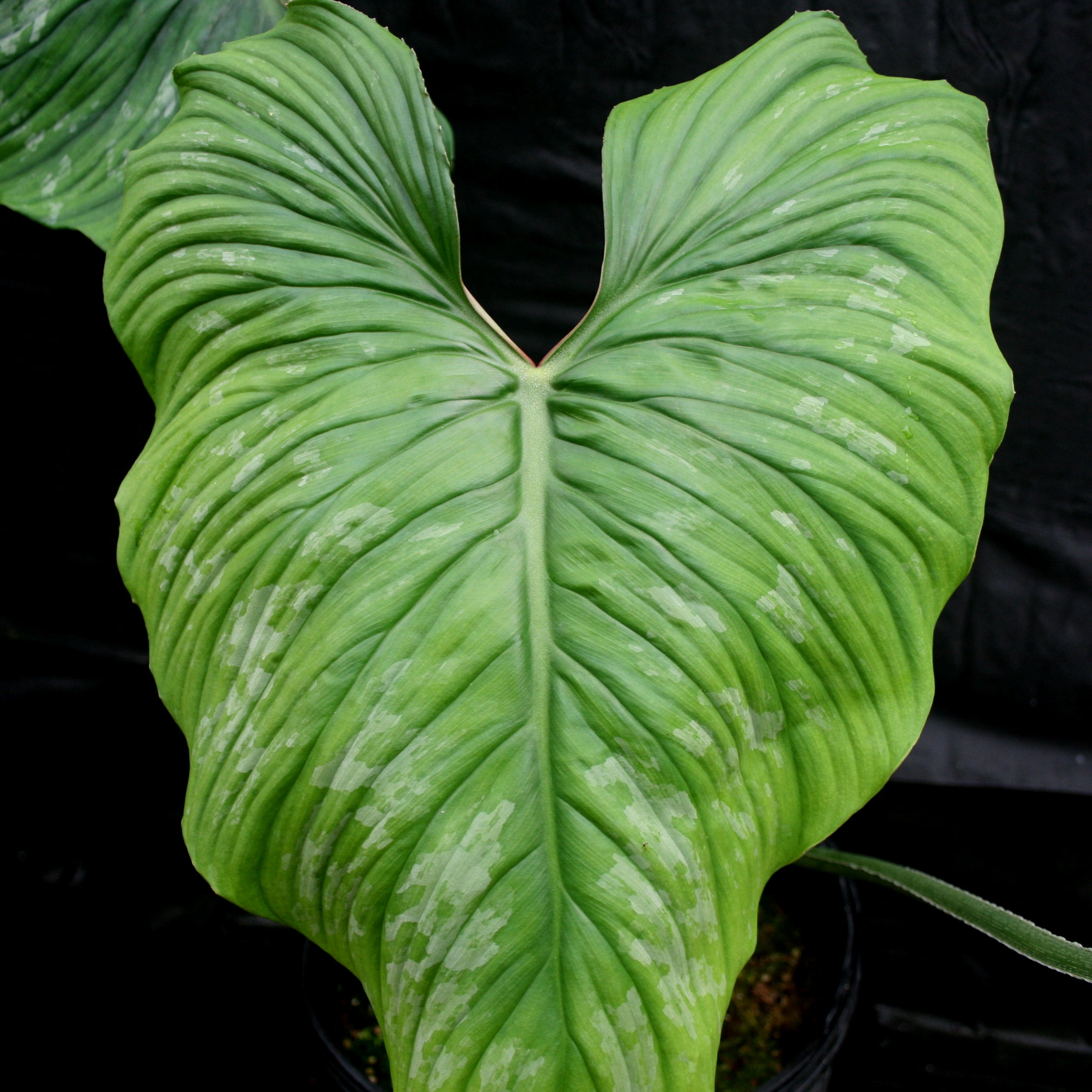 philodendron plowmanii uk Philodendron plowmanii – Carnivero