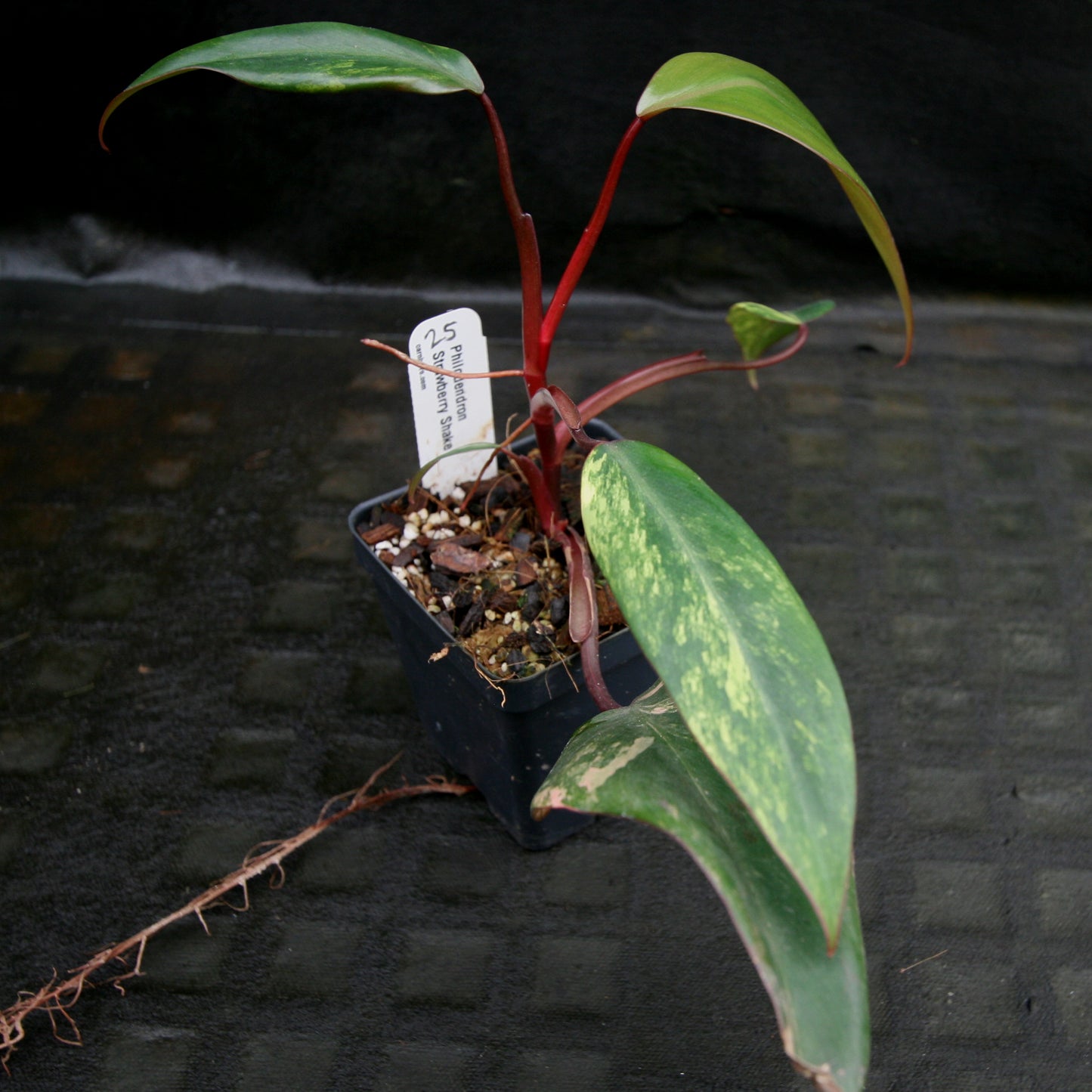 Philodendron Strawberry Shake - Exact Plant