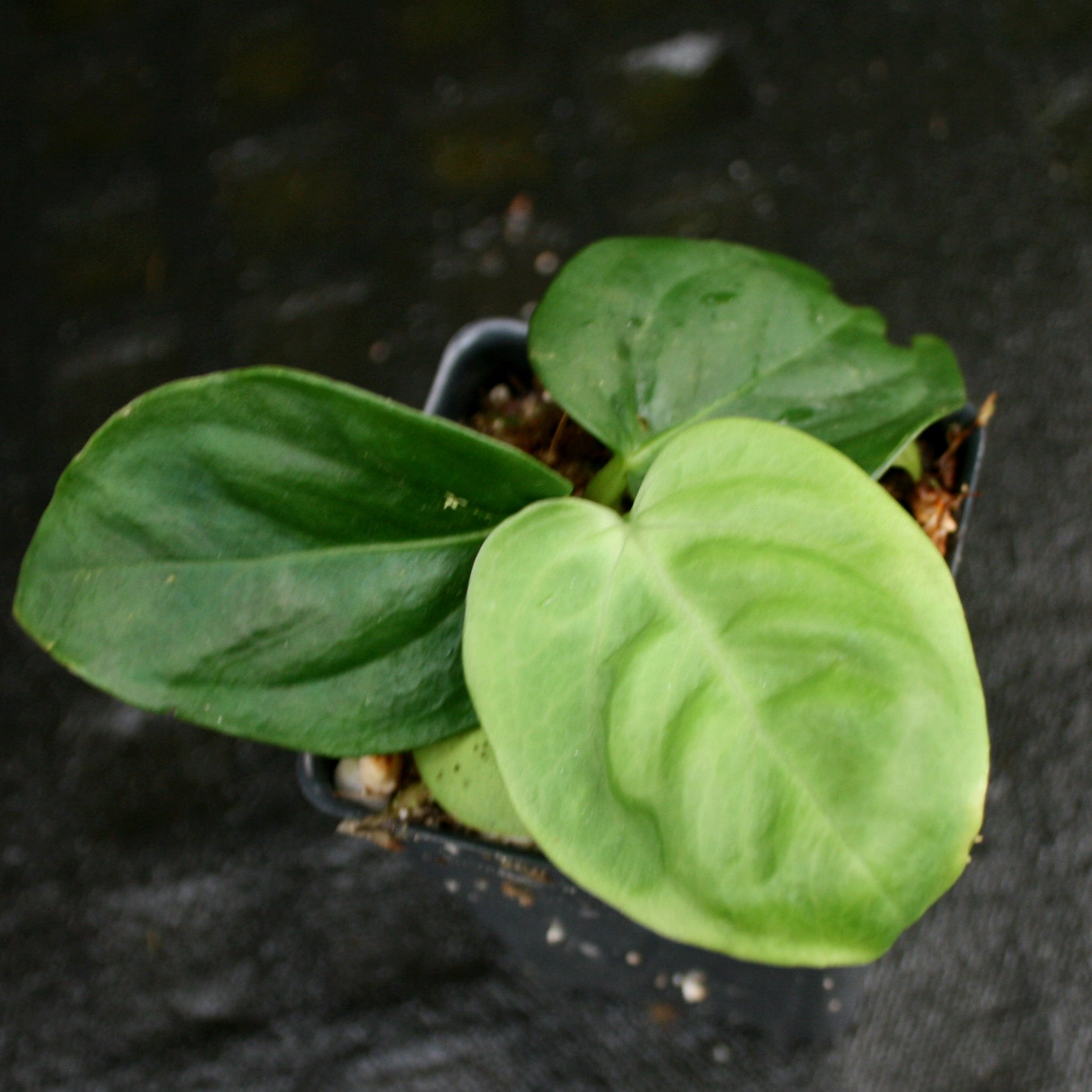 anthurium pulcachense Anthurium pulcachense – Carnivero