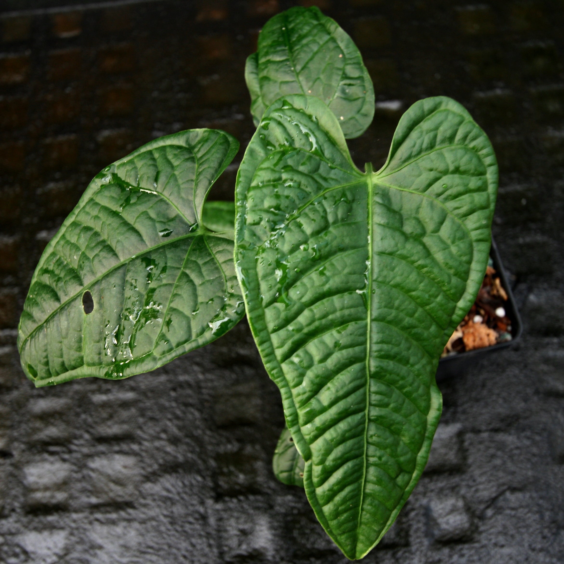 philodendron lapaonum Anthurium lapoanum – Carnivero