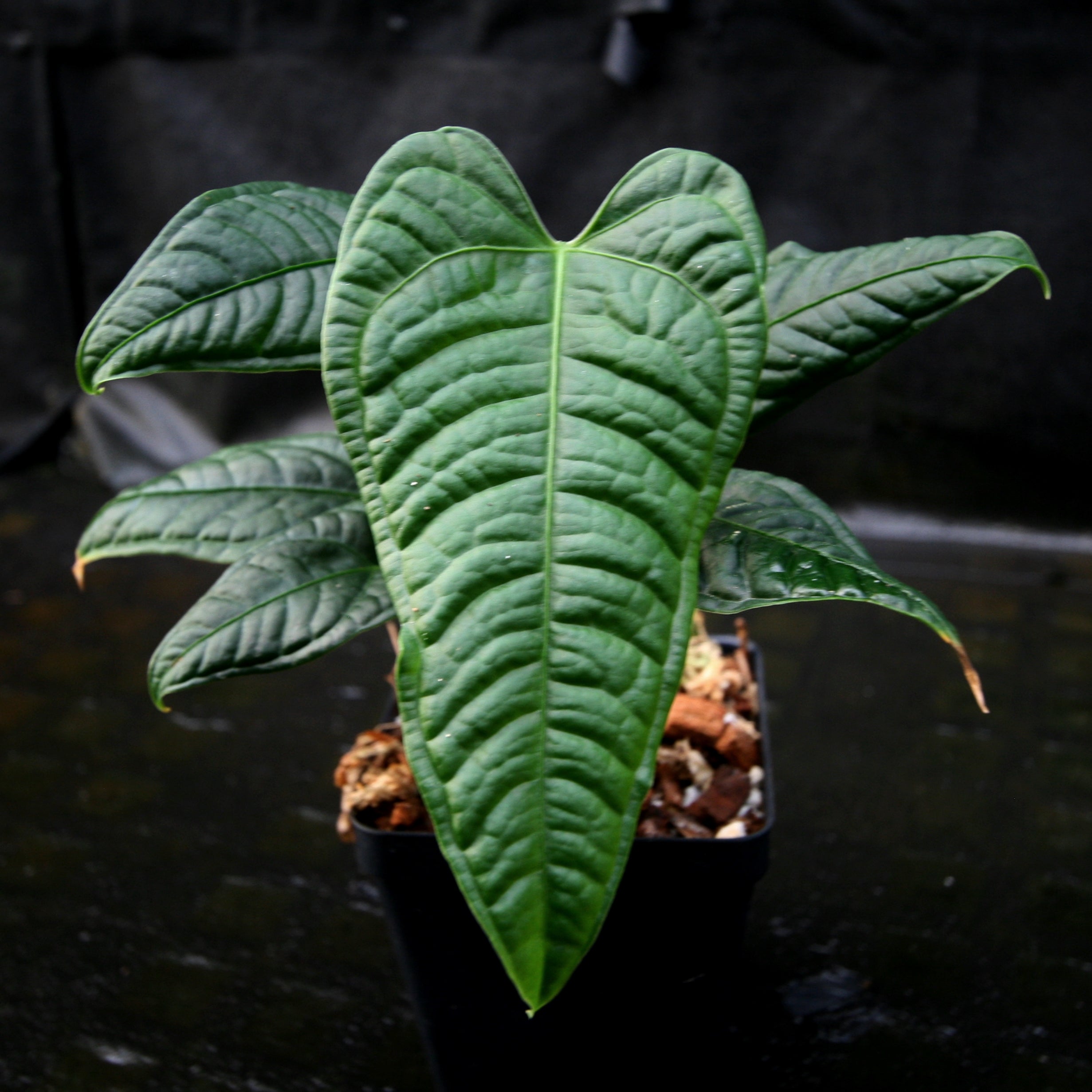 anthurium lappoanum Anthurium lapoanum – Carnivero