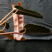 Philodendron atabapoense