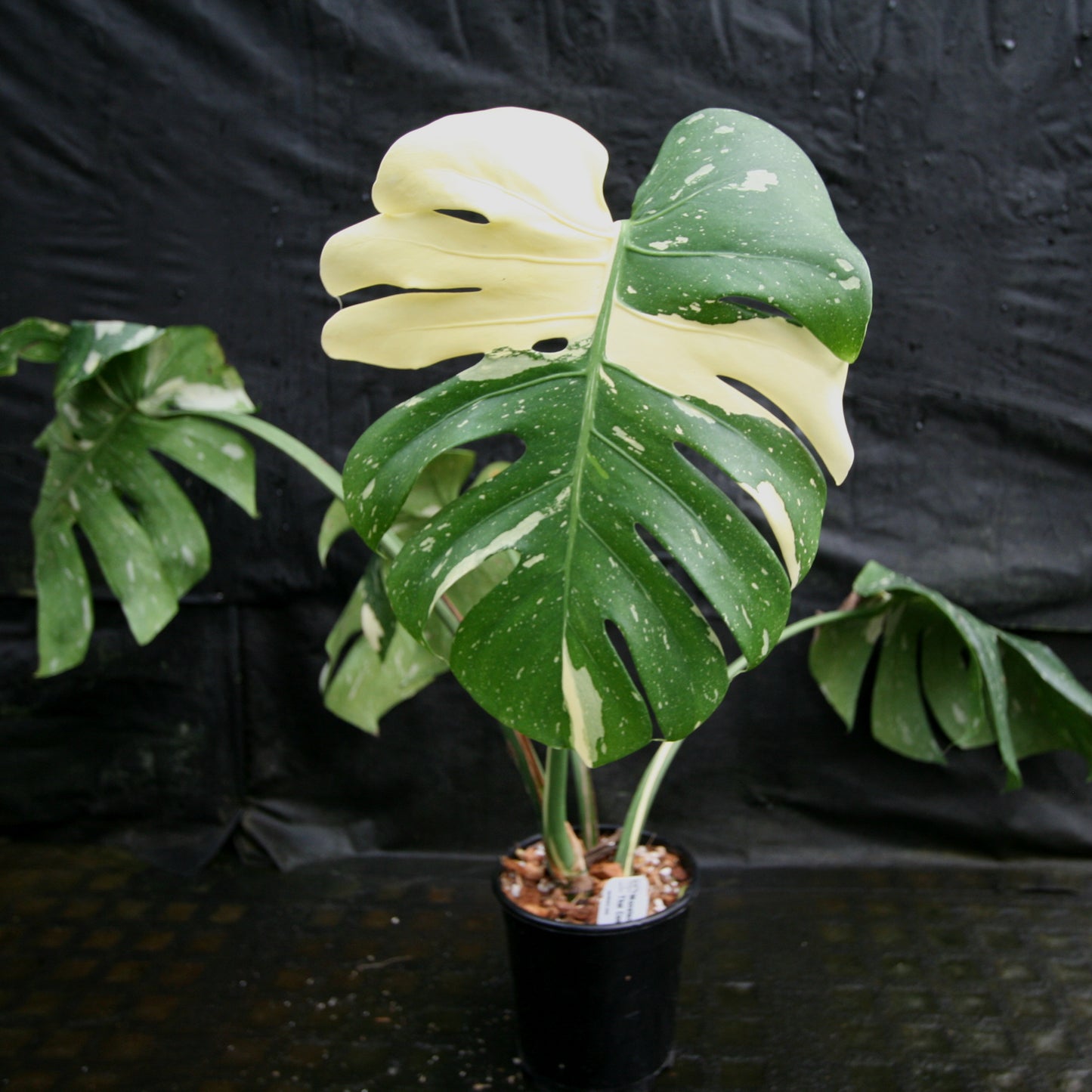 Monstera deliciosa 'Thai Constellation'