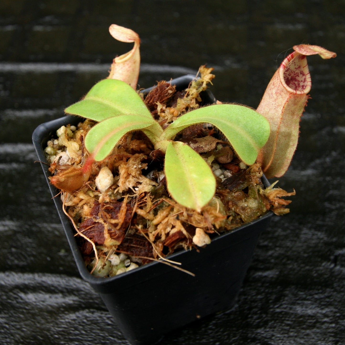 Nepenthes veitchii Bareo, BE-3734 large squat striped peristome pitcher, Pitcher plant, carnivorous plant, collectors plant, large pitchers, rare nepenthes, terrarium plant, easy to grow nepenthes, beginner nepenthes, beginner pitcher plants, nepenthes, veitchii.