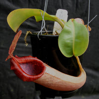 Nepenthes (truncata x campanulata) x veitchii "The Wave", CAR-0063, pitcher plant, carnivorous plant, collectors plant, large pitchers, rare plants