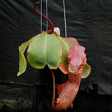 Nepenthes Song of Melancholy x clipeata, CAR-0112