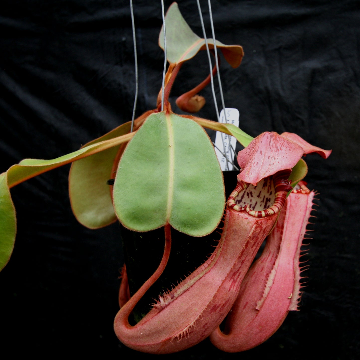 Nepenthes Song of Melancholy x clipeata, CAR-0112