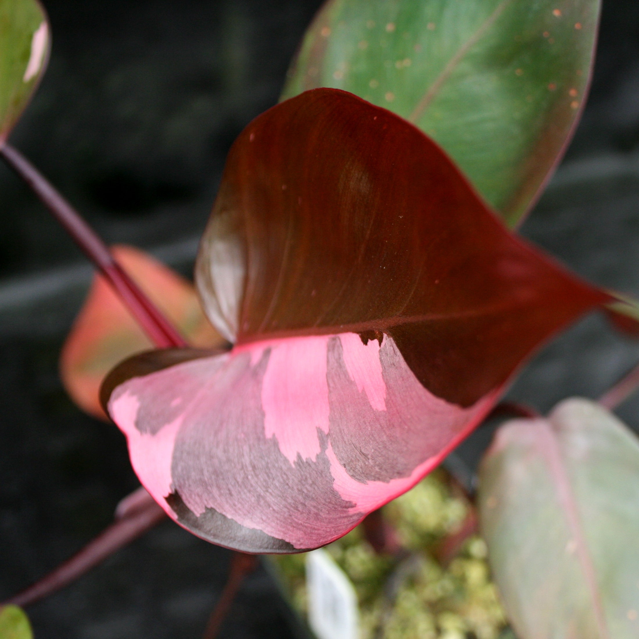 cherry pink princess philodendron Philodendron 'Pink Princess' – Carnivero