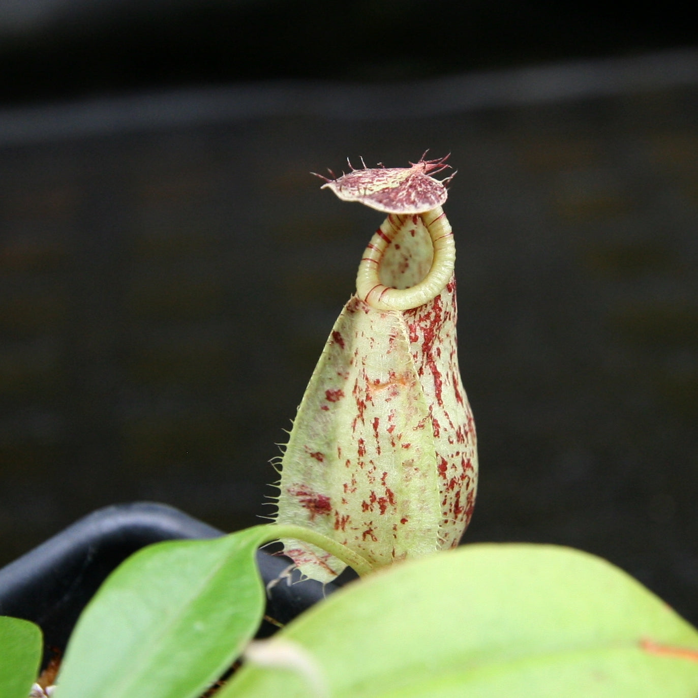 Nepenthes rafflesiana, BE-4519 – Carnivero