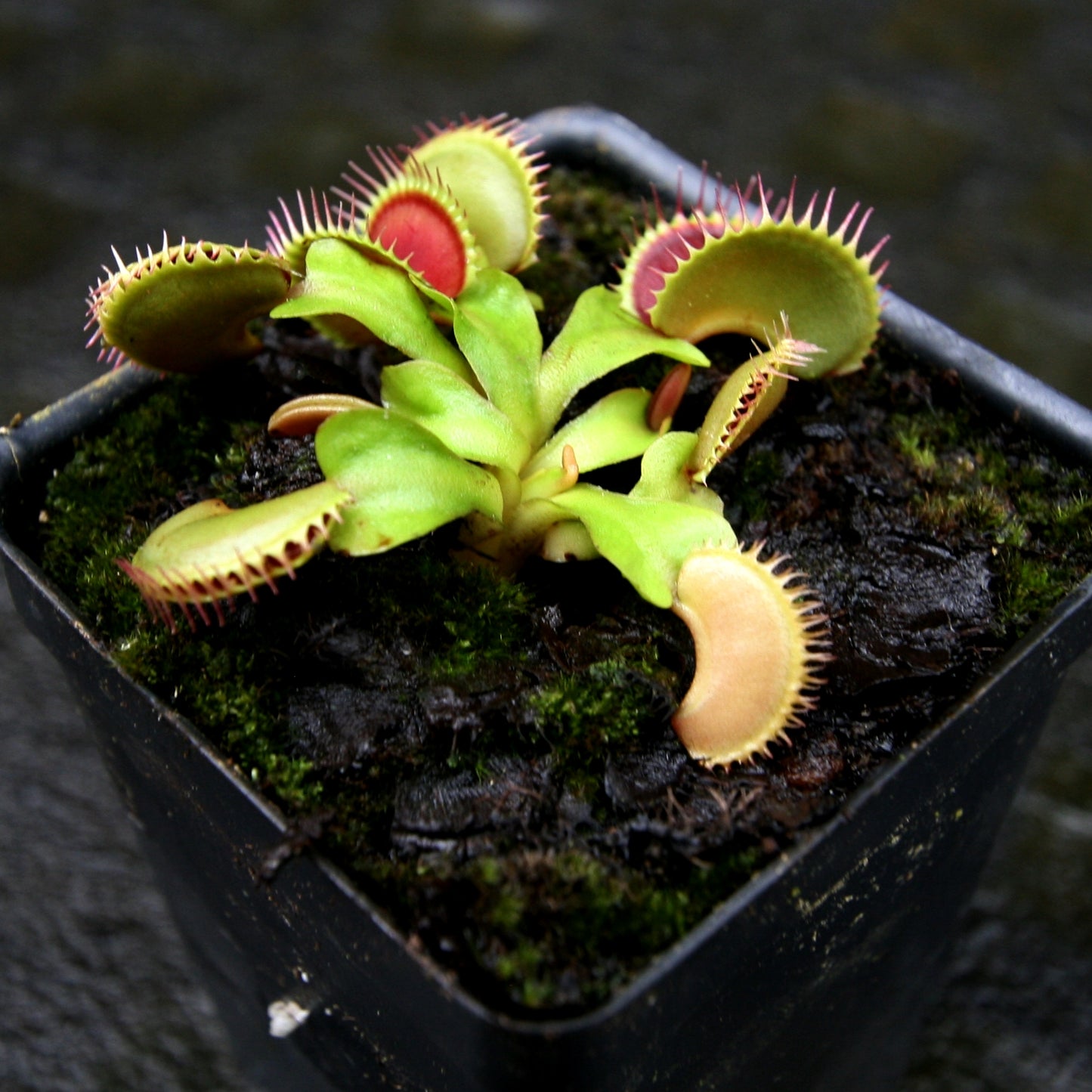 Venus Flytrap- Dionaea muscipula