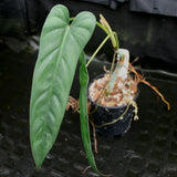 Philodendron dolichogynium (formerly sp macas) - Exact Plant 01/19/24