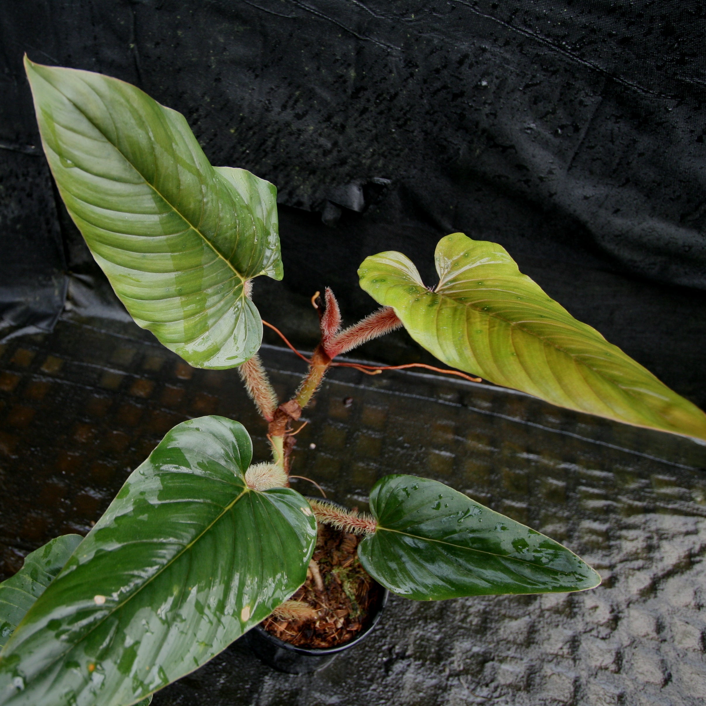 Philodendron serpens