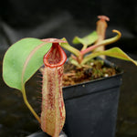 Nepenthes veitchii JB x Rokko, CAR-0260, pitcher plant, carnivorous plant, collectors plant, large pitchers, rare plants