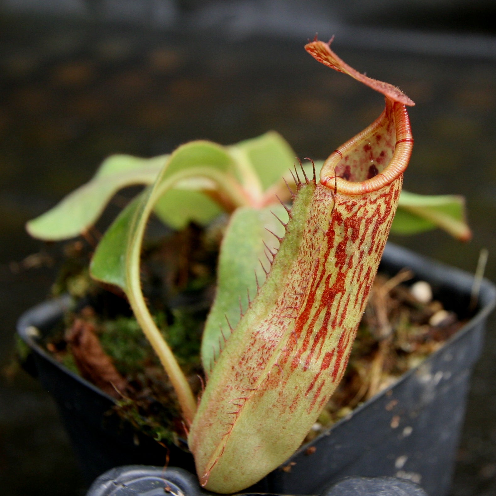 Nepenthes veitchii JB x Rokko, CAR-0260 – Carnivero