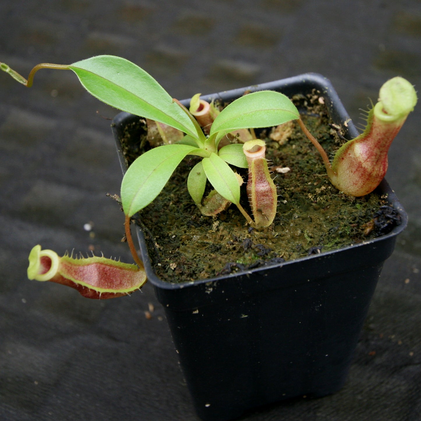 Nepenthes eustachya x (spathulata x jacquelineae), CAR-0270
