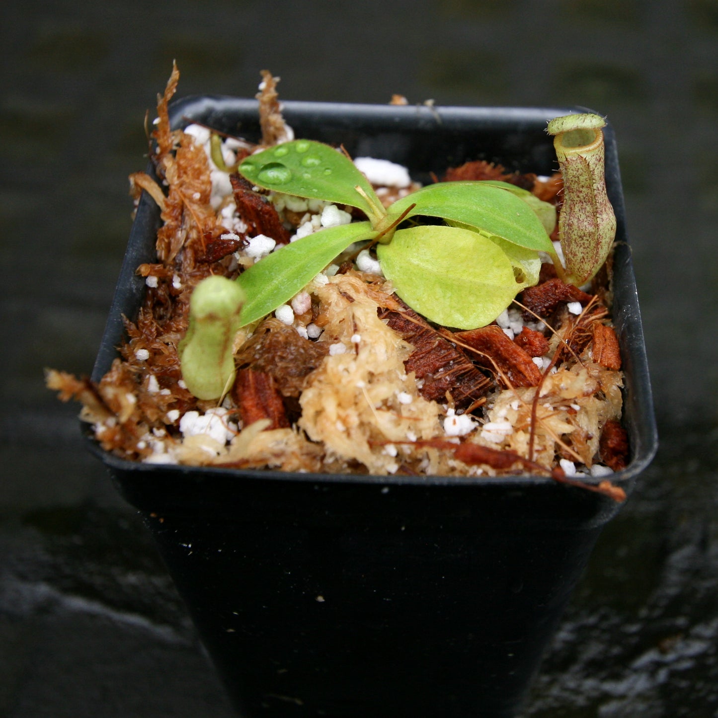 Nepenthes adnata x truncata (c), CAR-0263, pitcher plant, carnivorous plant, collectors plant, large pitchers, rare plants