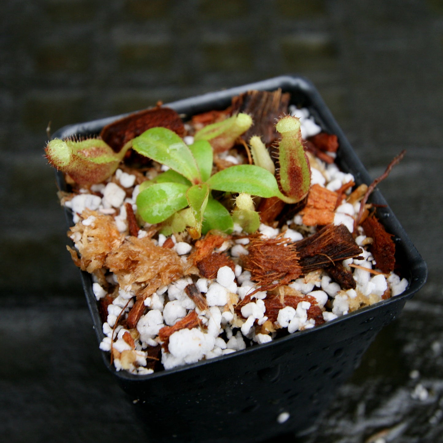 Nepenthes (spectabilis x lowii) x clipeata, CAR-0265