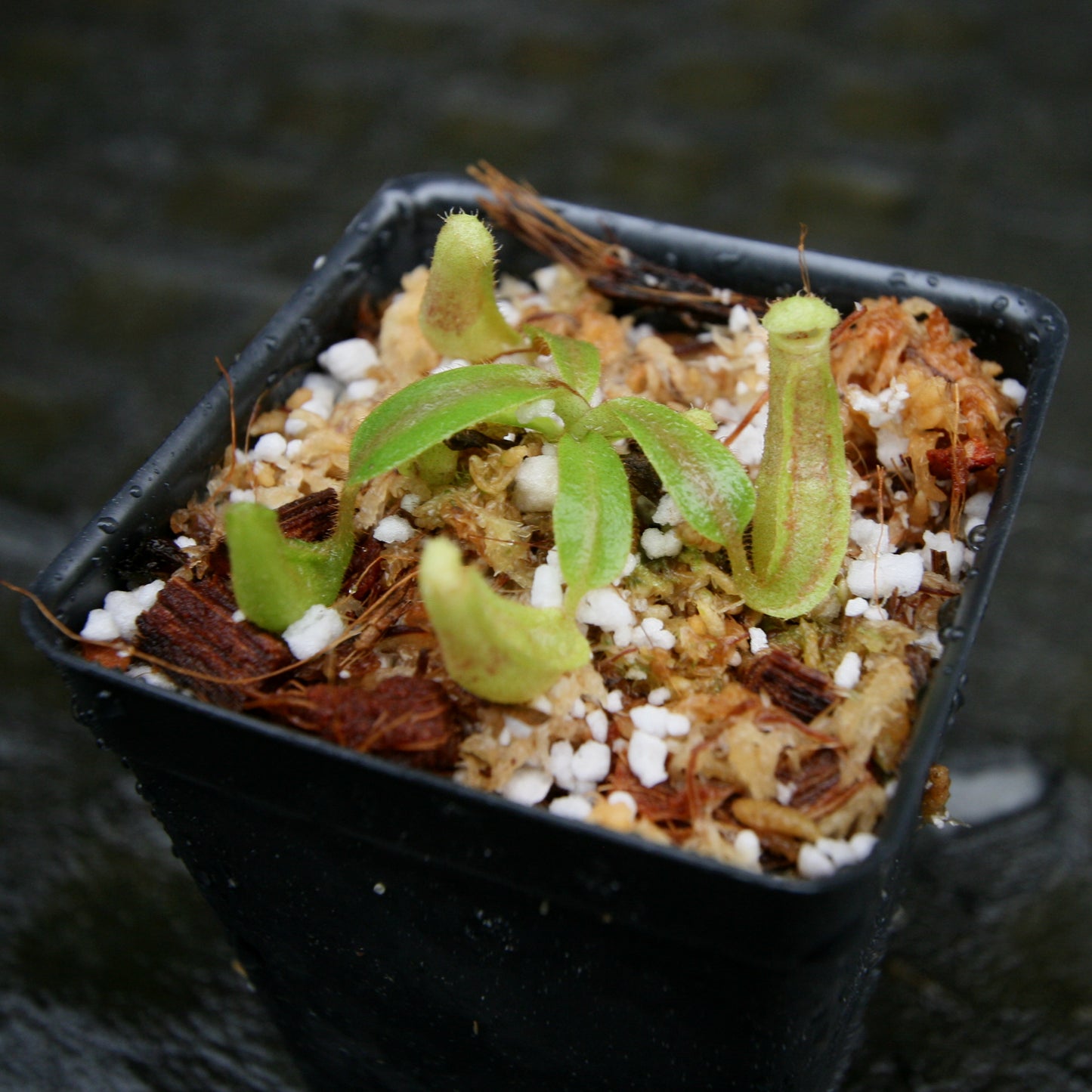 Nepenthes veitchii (Bareo MT x