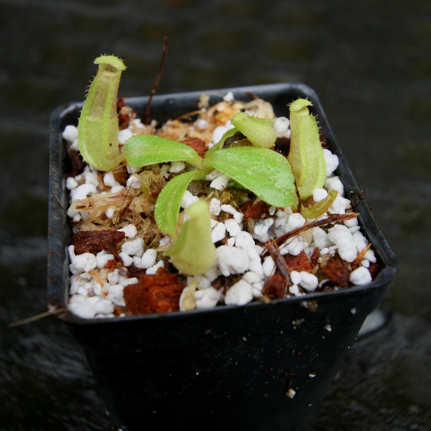 Nepenthes veitchii (Bareo MT x
